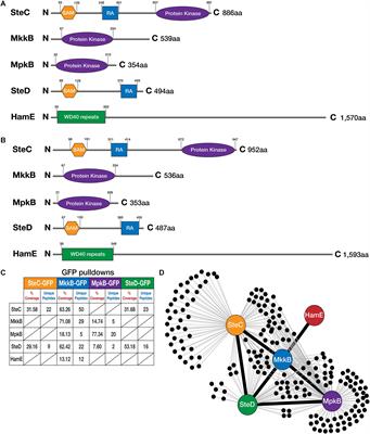 The Pheromone Module SteC-MkkB-MpkB-SteD-HamE Regulates Development, Stress Responses and Secondary Metabolism in Aspergillus fumigatus